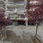 Daurorent/Dauromotor